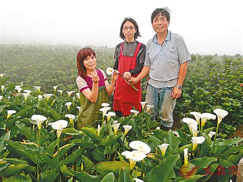 財福|財福海芋田 